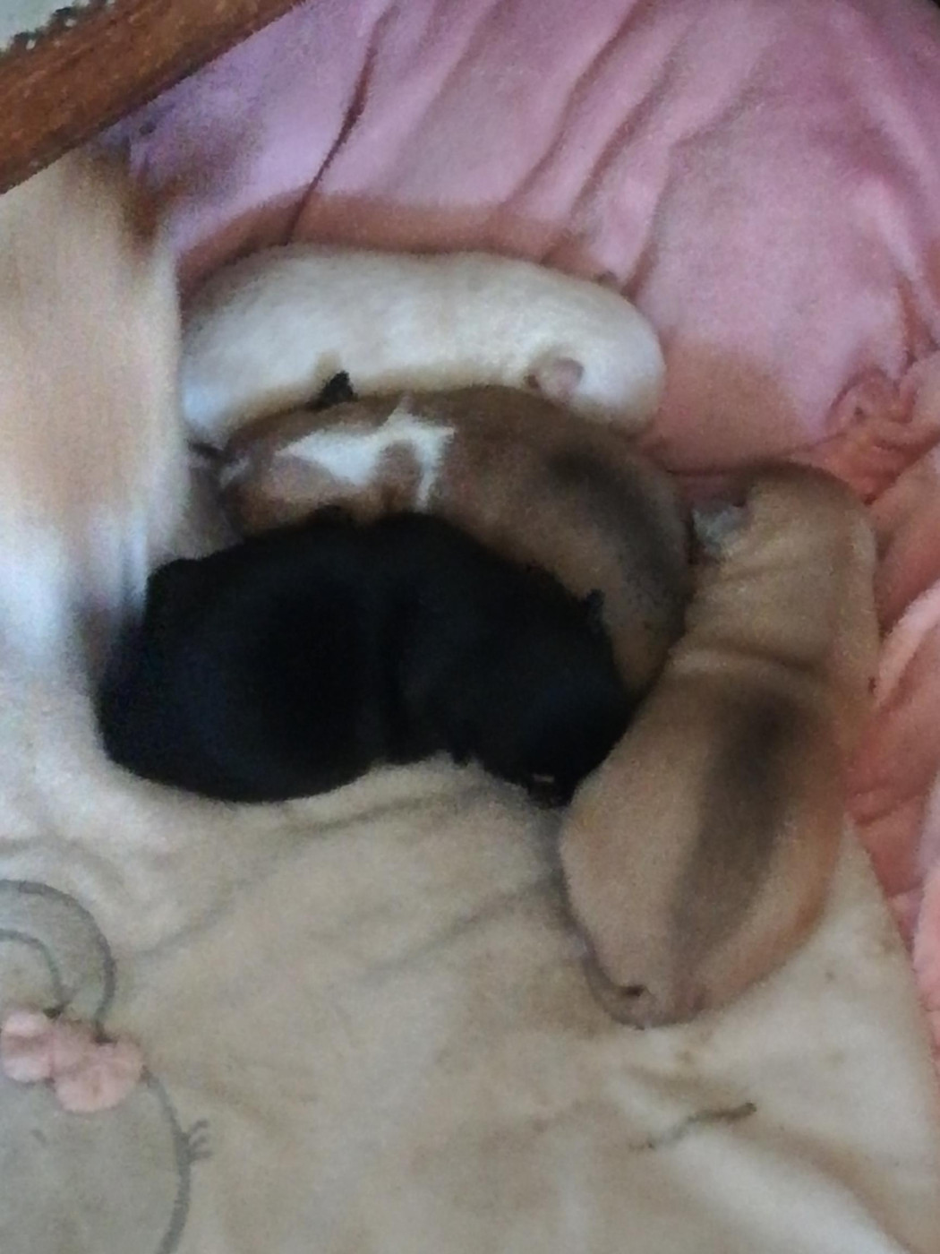 Chiot Chihuahua Des Hortz Aux Barronnies