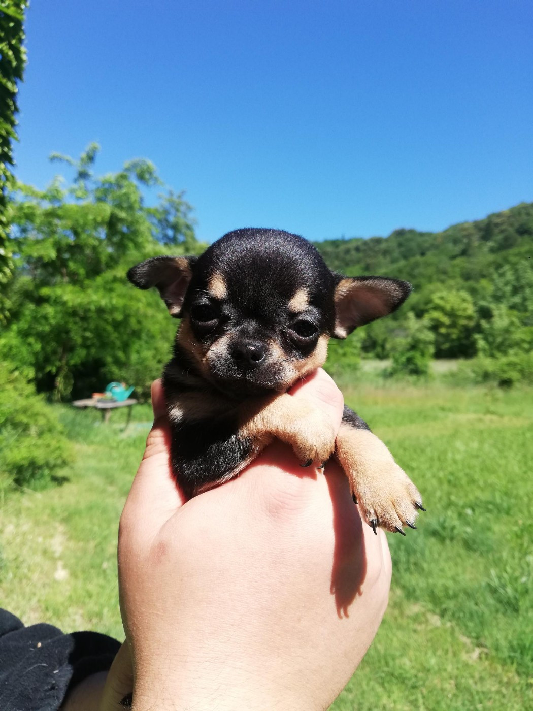 Des Hortz Aux Barronnies - Chiots disponibles - Chihuahua