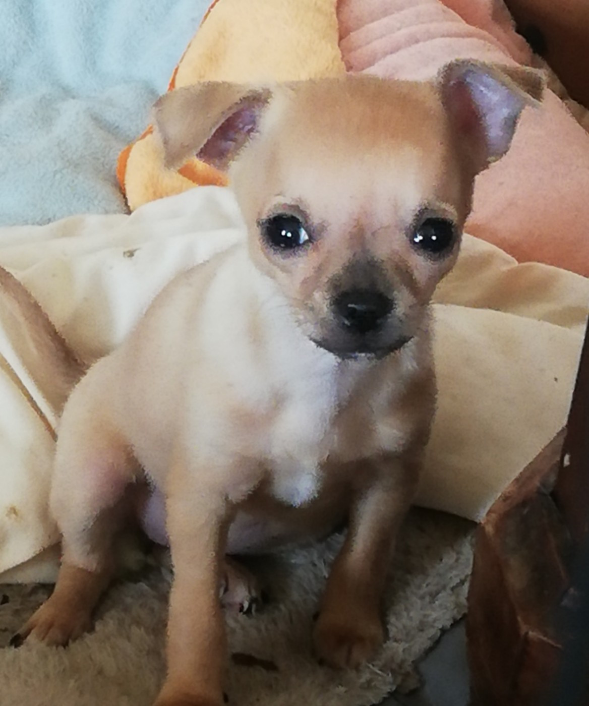 Des Hortz Aux Barronnies - Chiots disponibles - Chihuahua